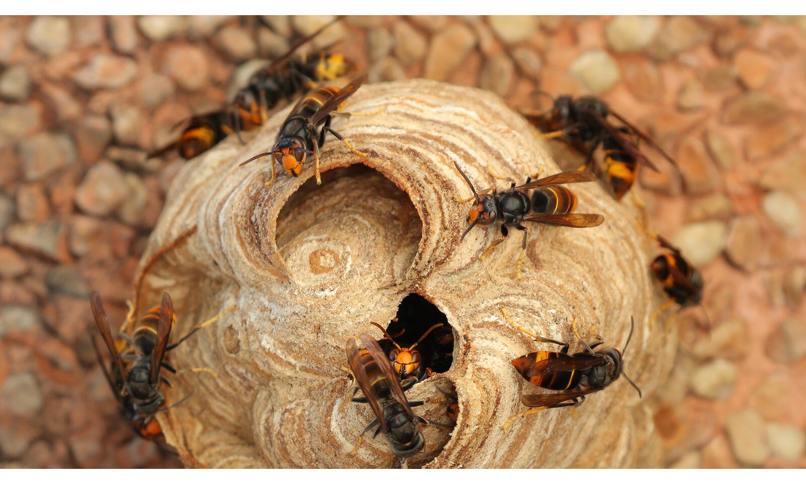 Insectiv max 2