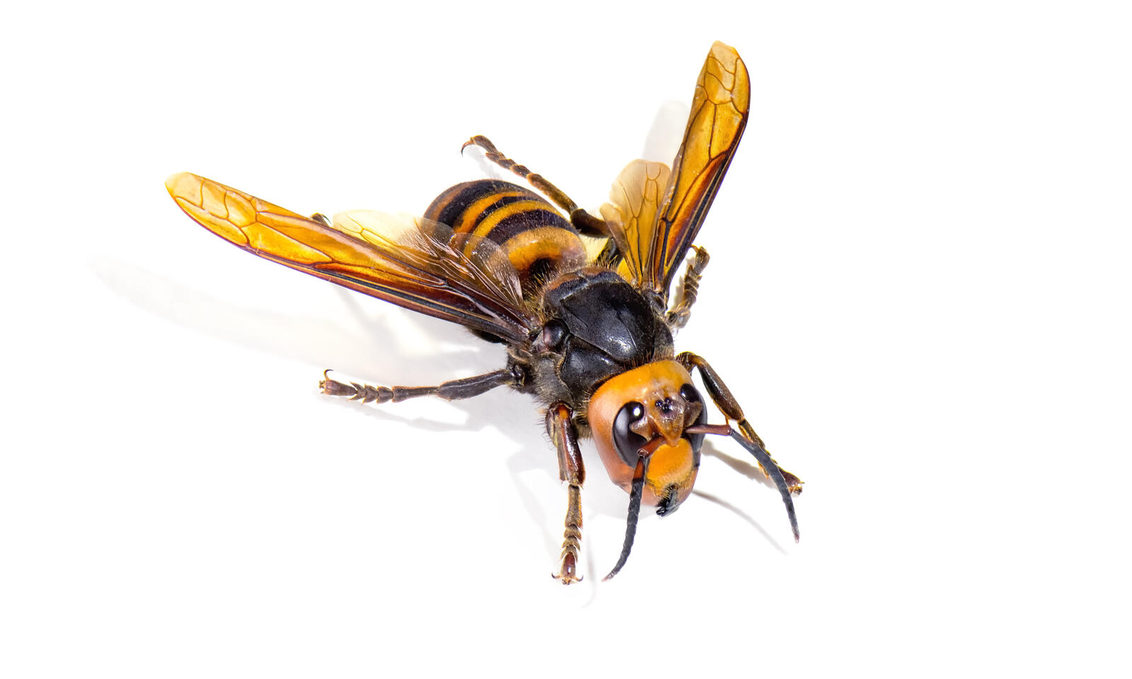 Insectiv max 3