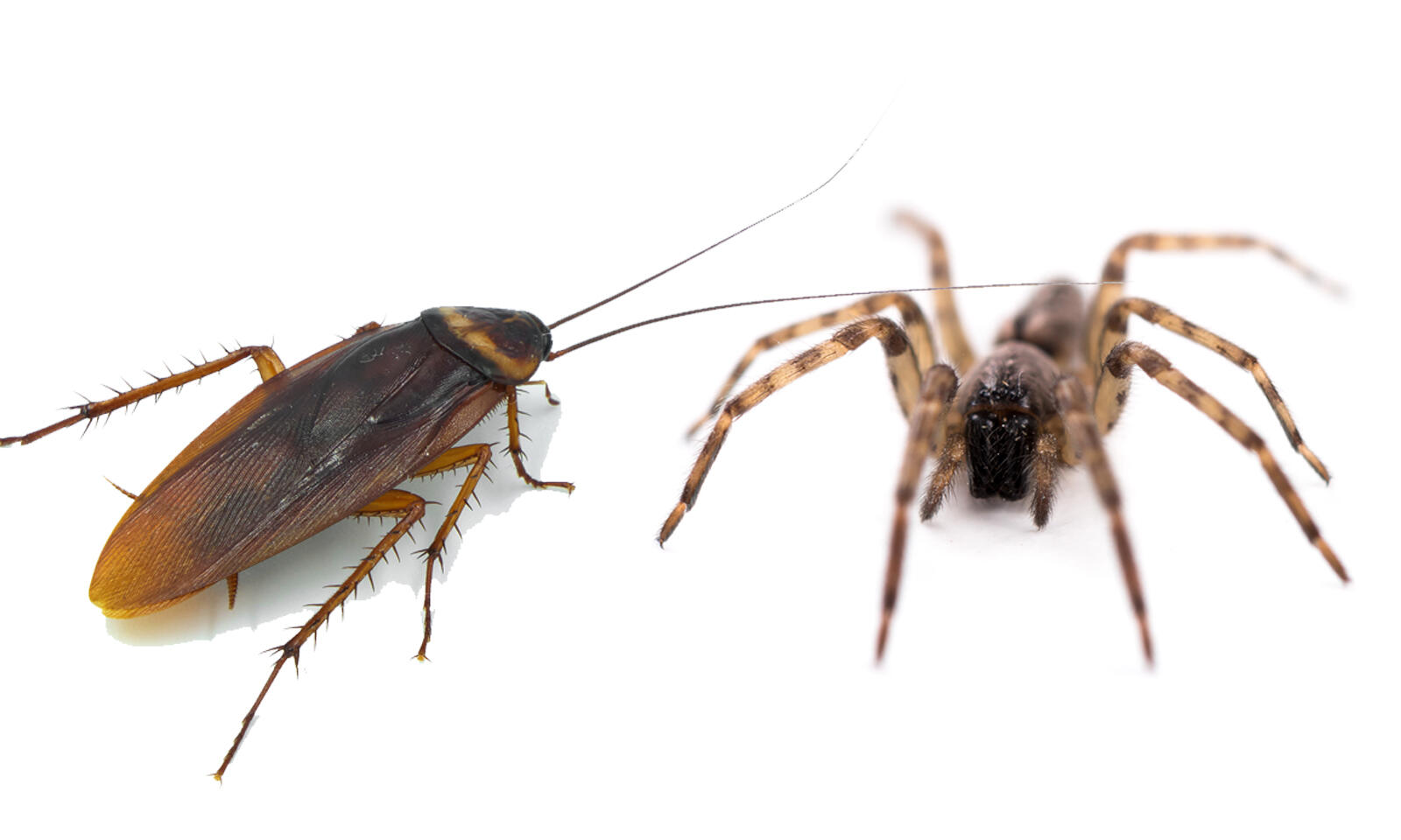 insecticide-one-shot-1-1600x960