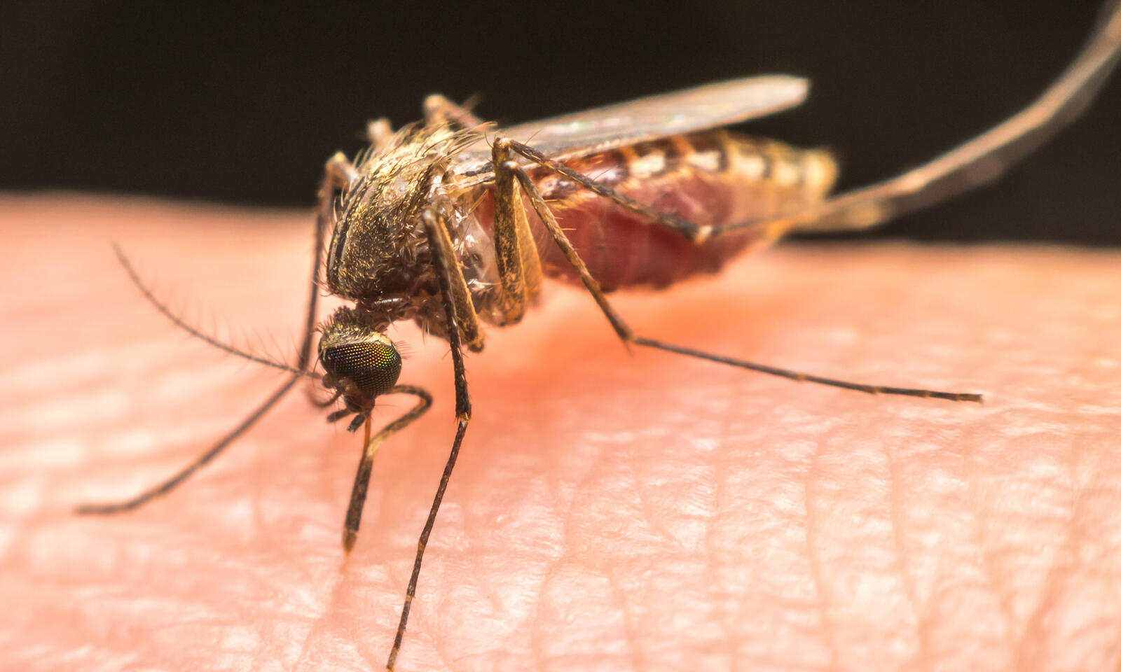 insecticide-one-shot-2-1600x960