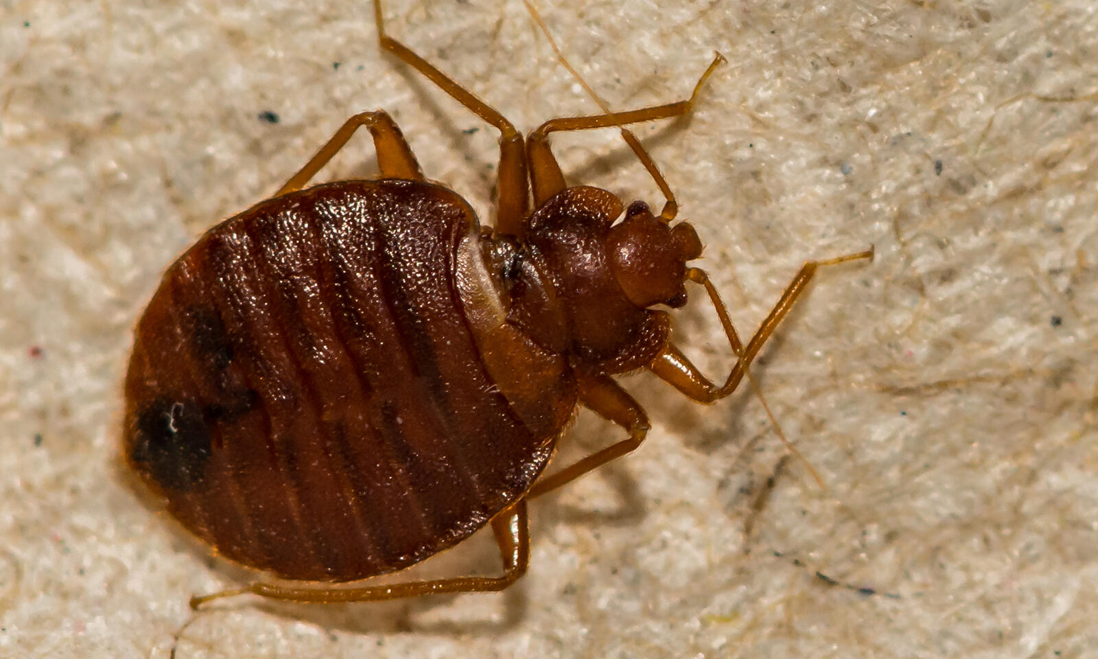 insecticide-one-shot-3-1600x960