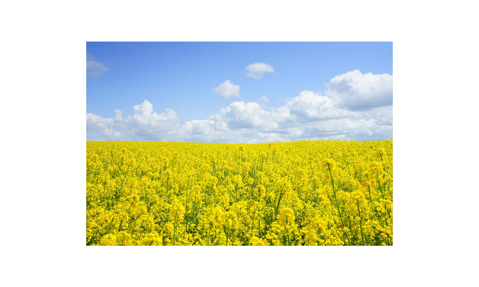 Traitement spécifique pour biocombustible F30